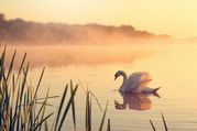 Steven Docwra - Misty Sunrise